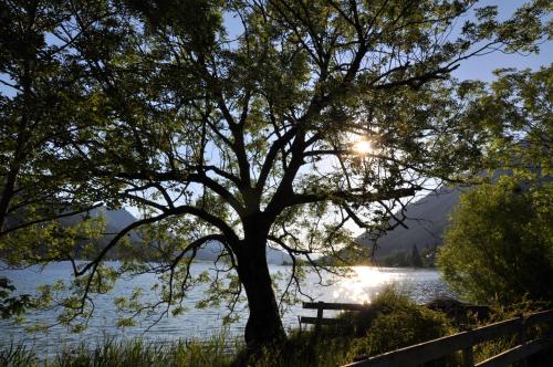 a tree in front of a lake with the sun behind it at Ferienhaus Knaller in Weissensee