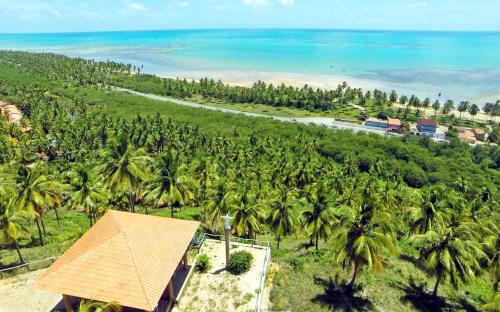 an aerial view of a bunch of palm trees at Eco Pousada Paraíso dos Coqueirais in Japaratinga