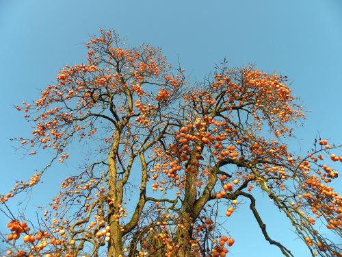 a tree with orange leaves and a blue sky at Agriturismo Cascina Pezzolo in Lodi