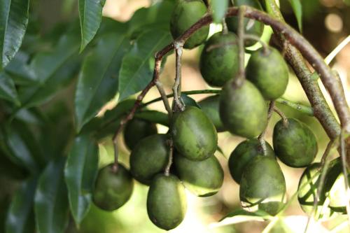 a bunch of green fruit hanging from a tree at KIA ORA Lodge in Afaahiti