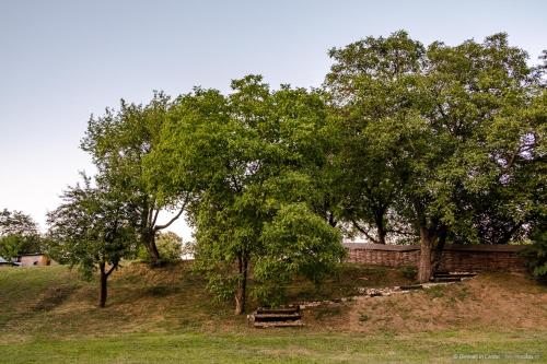 a group of trees and a bench in a field at Dimineți în Cerdac in Piatra Neamţ