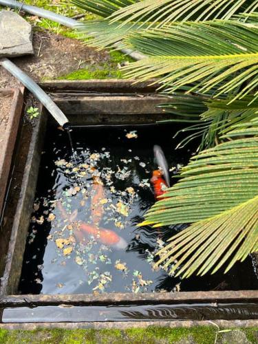 a pool of water with koi in a garden at Quinta Belmonte with Private Heated Pool in Funchal in Funchal