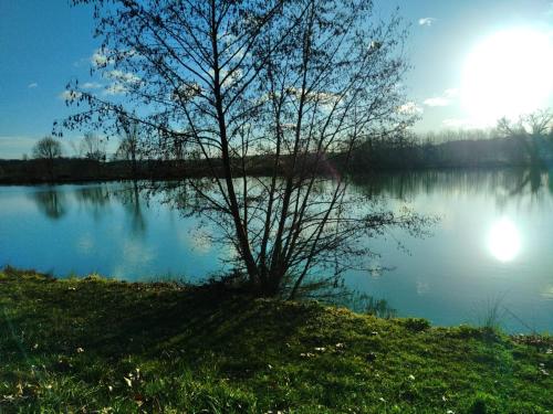 a tree sitting on the shore of a lake at Le petit jazz du lac in Marciac
