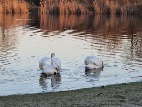 a group of white ducks swimming in the water at Bački dvor in Vajska