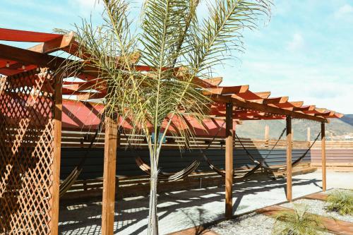 a small palm tree under a wooden pergola at Quintas Marlet en la ruta del vino in Ensenada