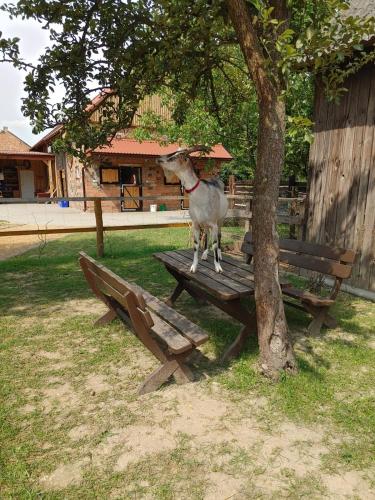 a goat standing on a picnic table next to a tree at Ranczo Popowice in Pątnów
