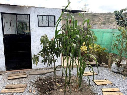 una planta en un patio frente a una casa en Casa de Campo Nuestra Tierra, en Quito