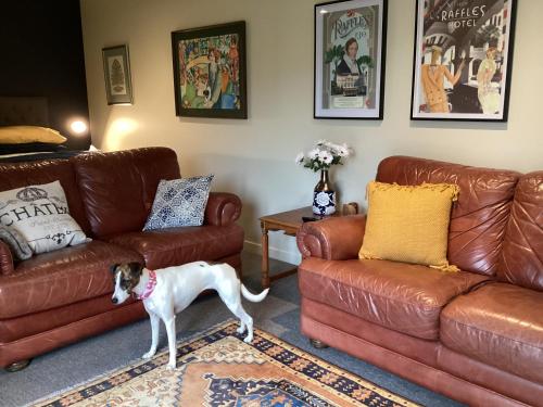 a dog standing in a living room with two couches at Hadley Close in Dunedin