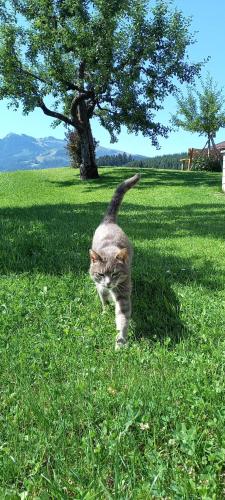 a cat walking in the grass under a tree at Filzenhof in Kitzbühel