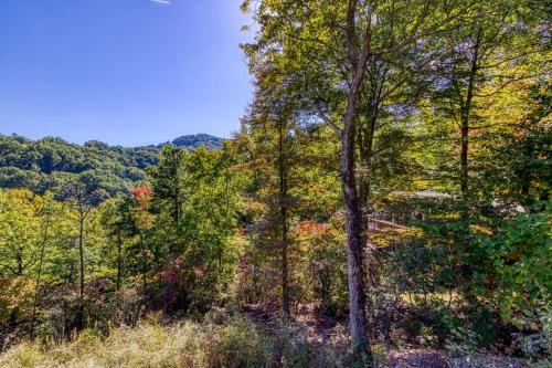 a group of trees on a hill in the woods at Gatlinburg Views A Unique Cabin Mountain Views Expansive Decks Adjacent To Gatlinburg & Ski Lodge cabin in Gatlinburg