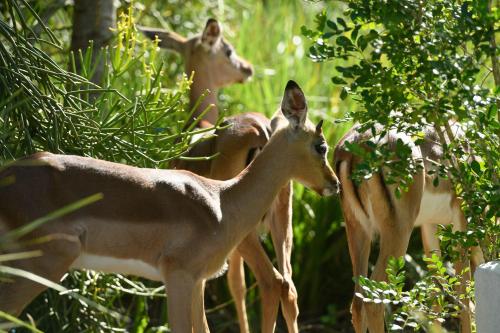 a group of gazelle standing in the grass at Villa 2811 Luxurious and Modern at Upmarket Golf and Beach Estate in Marina Beach