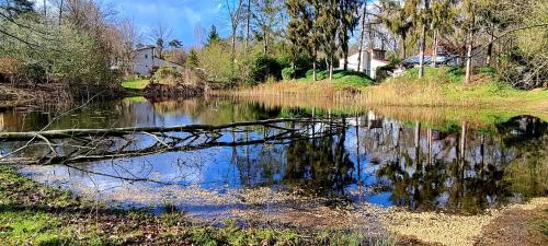 a river with a fallen tree in the water at Bosfluiter in Halle