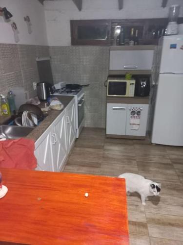 una cocina con un perro parado en la cocina en casa en balneario Buenos Aires, en Balneario Buenos Aires
