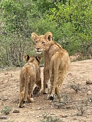 two baby lions walking on a dirt road at Modjadji Estate Lodge & Spa in Grietjie Nature Reserve