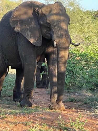 a large elephant standing on a dirt road at Modjadji Estate Lodge & Spa in Grietjie Nature Reserve