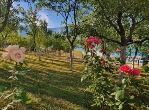 a group of roses in a park with trees at Villa Ramea in Kovačevo Polje