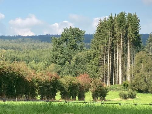 a group of trees in a field with green grass at SLEEP INN Bed&Breakfast in Amblève