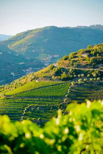 a view of a vineyard on a hill at Casa do Romezal in Peso da Régua