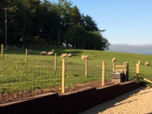 a herd of sheep grazing in a field behind a fence at Static Caravan (Cliburn Station) in Penrith