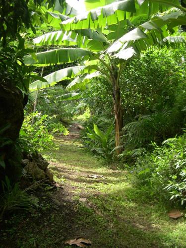a path in a forest with a large banana tree at Villa Hélèna Chalets in Sainte-Marie