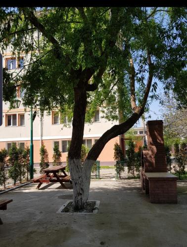 a tree in front of a building with a bench at Garsoniere Aby in Turnu Măgurele