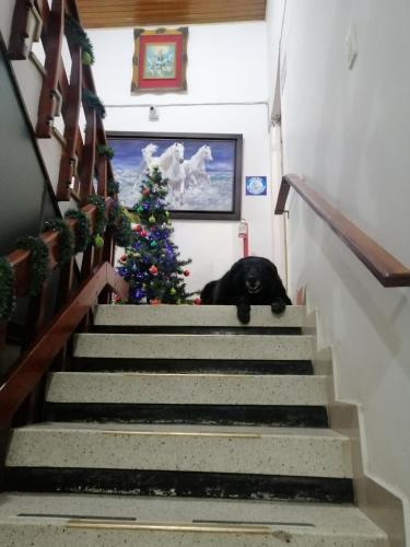 a black cat laying on the stairs next to a christmas tree at Preludio in Tunja