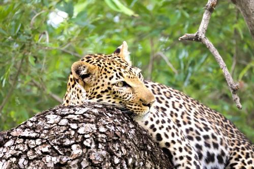 a leopard is sitting on top of a tree at Karongwe - Becks Safari Lodge in Hoedspruit