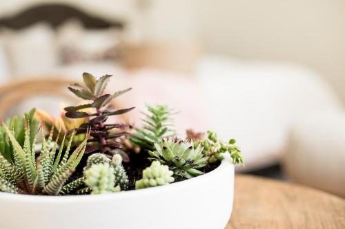 a white pot filled with plants on a table at Old Market Inn in Port Fairy