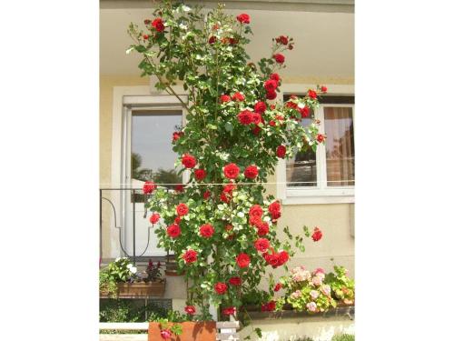 un arbusto de rosas rojas delante de una casa en Gästehaus Seeblick, en Langenargen