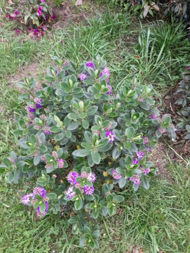 a plant with purple flowers in the grass at Cabaña el rincon de la abuela in Guasca