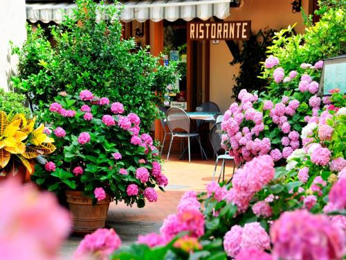 a bunch of pink flowers in a garden at Affittacamere Dal Falco in Pienza