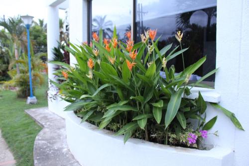 a flower planter with orange flowers in a window at VAIA HOTELES in Coveñas