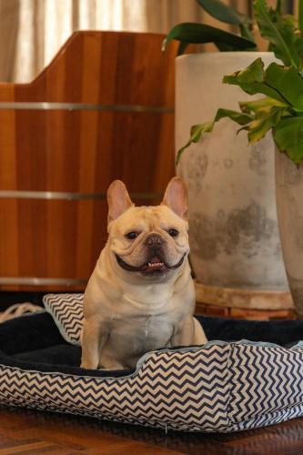 a small dog sitting in a dog bed at Secreto Boutique Hotel in Campos do Jordão