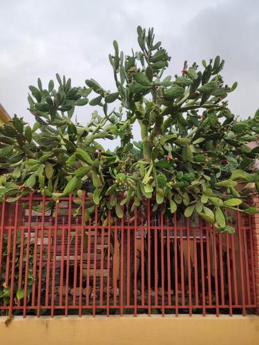 una planta sentada sobre una valla roja en The Cozy Cactus House Cartago Centro English Spoke, en Cartago