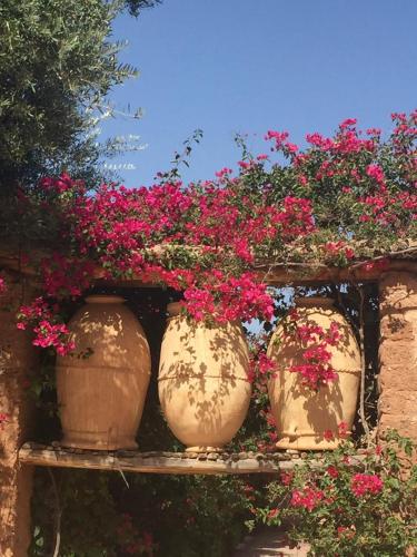quatre grands pots de fleurs avec des fleurs roses en eux dans l'établissement Anacaccia, à Marrakech