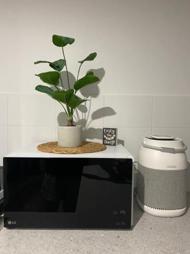 a potted plant sitting on top of a microwave at Morros Place in Hay
