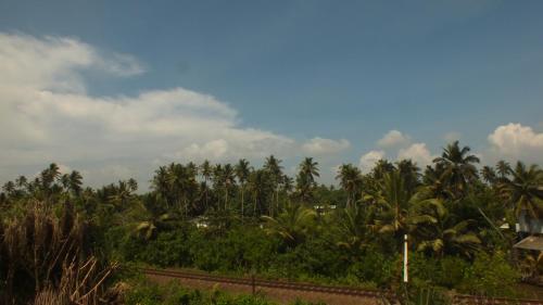 a group of palm trees in a field at South Sea Villa in Midigama