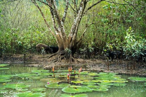 a group of elephants standing around a pond with lilies at Tam Coc Garden Resort in Ninh Binh