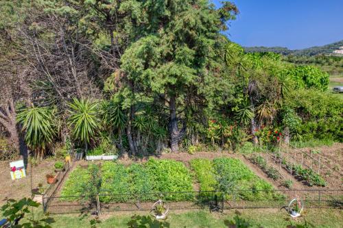 a garden with vegetables and trees in the background at Christinas apartments in Ágios Matthaíos