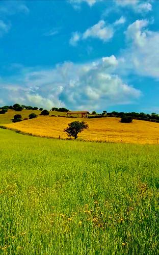 a field of green grass with a tree in the middle at San Leonardo Country House in Calangianus