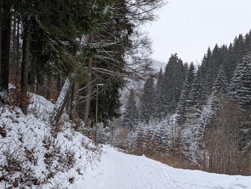 a snow covered path in a forest with trees at JASMIN HOME Apartments in Vítkovice