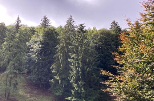 an overhead view of a forest of trees at Hotel Zur Henne in Schmiedefeld am Rennsteig