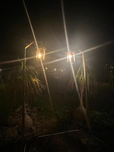 a couple of street lights with palm trees at night at Vườn Nhà Bông in Da Lat