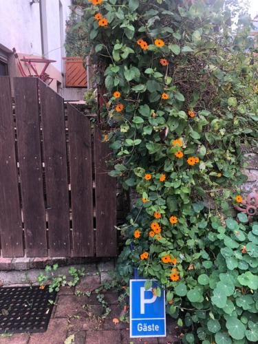 a fence with a bunch of orange flowers at Im kleinen Paradies in Schopfheim