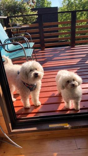 two small white dogs standing on a deck at Cabaña del Bosque in Pichilemu
