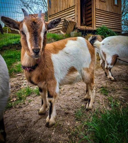 a brown and white goat standing in a field at Glamping Gozdna Jasa in Bovec