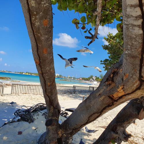 a group of birds flying over the beach at Ocean Breeze Villa 242 in Nassau