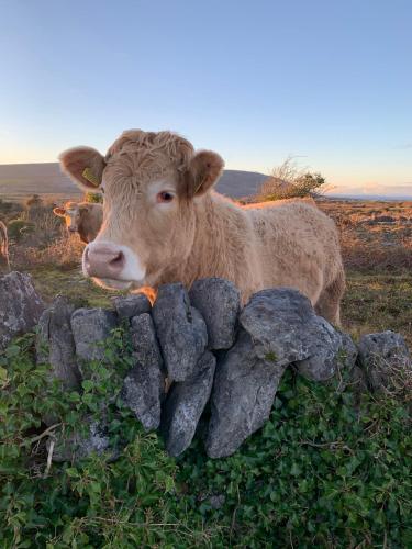 a brown cow standing next to a rock wall at Burren Court Lodge in Ballyvaughan