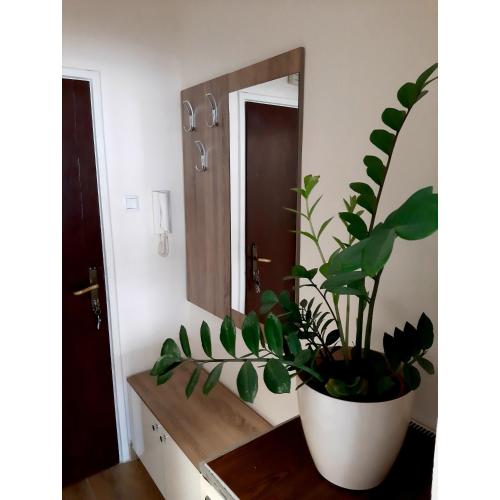 duża roślina siedząca na ladzie w łazience w obiekcie Stan na dan Brčko w mieście Brczko