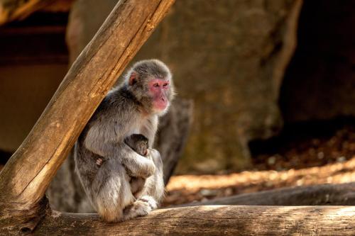 a monkey sitting on top of a log at BIG4 Launceston Holiday Park in Launceston